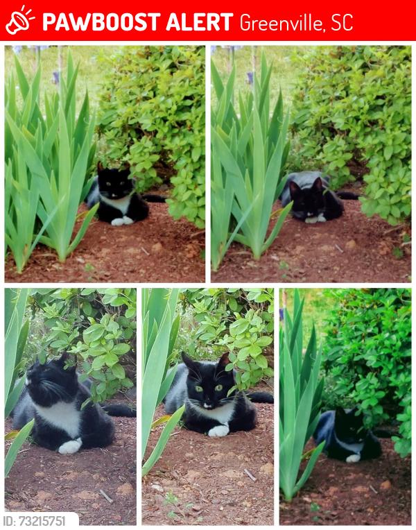 Lost Male Cat last seen Standing Springs and Spring Meadows sub, Greenville, SC 29605
