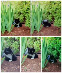 Lost Male Cat last seen Standing Springs and Spring Meadows sub, Greenville, SC 29605