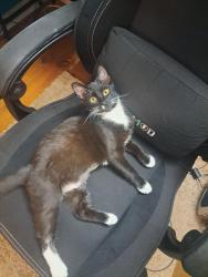 Lost Female Cat last seen Club farm rd, Seven Valleys, PA 17360