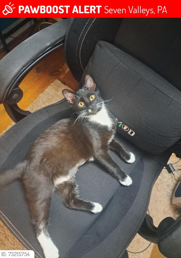 Lost Female Cat last seen Club farm rd, Seven Valleys, PA 17360