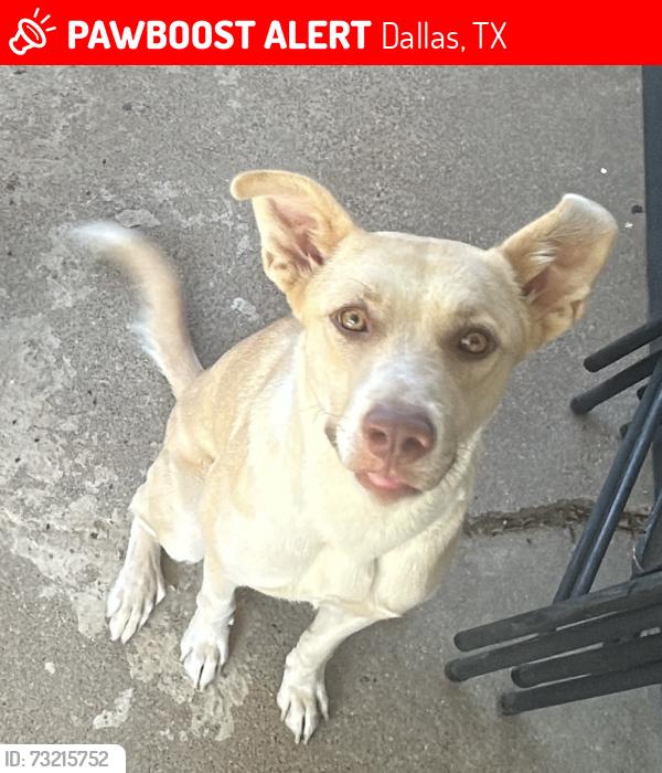 Lost Female Dog last seen Scyene and Masters, Dallas, TX 75227