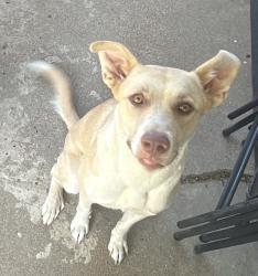 Lost Female Dog last seen Scyene and Masters, Dallas, TX 75227
