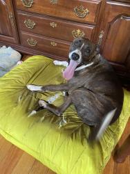 Reunited Male Dog last seen Trewhitt Rd se, Rodney lane, dalton pike, spring place road, Cleveland, TN 37323