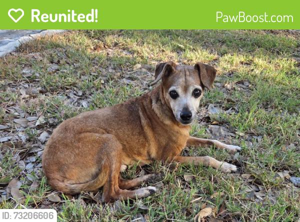 Reunited Male Dog last seen Trail Driver and Shoshoni, Hays County, TX 78737