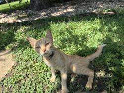 Found/Stray Male Cat last seen Cantrell and 174th Street, Linwood, KS 66052