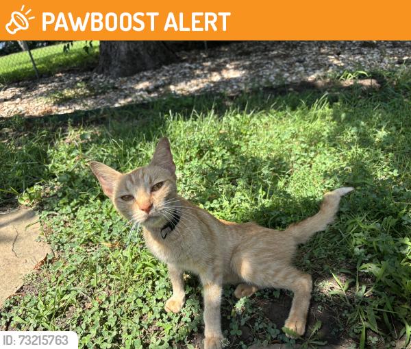 Found/Stray Male Cat last seen Cantrell and 174th Street, Linwood, KS 66052