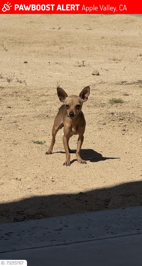 Lost Female Dog last seen Tomahawk road and tigertail rd, Apple Valley, CA 92307