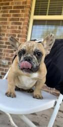 Reunited Male Dog last seen Near Tory Dr, Grand Prairie, TX 75052, USA, Grand Prairie, TX 75052