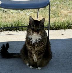 Reunited Female Cat last seen Victory, locust grove, Meridian, ID 83642