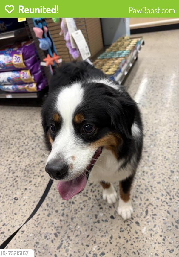 Reunited Male Dog last seen Pet Supplies Plus, Hickory, NC 28601