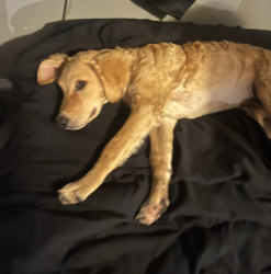 Lost Female Dog last seen Hwy 42 by best stop ( 3 way), Livingston Parish, LA 70462