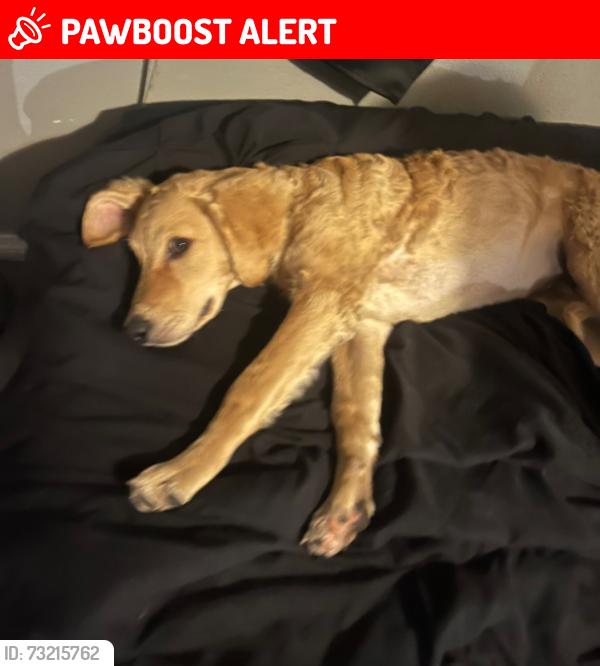 Lost Female Dog last seen Hwy 42 by best stop ( 3 way), Livingston Parish, LA 70462