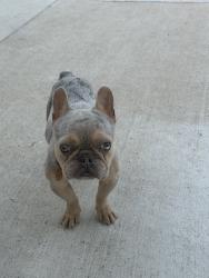 Reunited Male Dog last seen Near Tory Dr, Grand Prairie, TX 75052, USA, Grand Prairie, TX 75052
