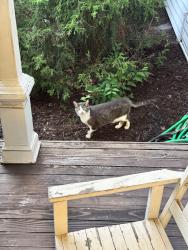 Reunited Male Cat last seen Avon cemetery, Rochester, MI 48307