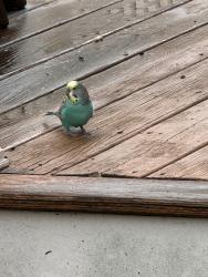 Found/Stray Unknown Bird last seen Tustin Drive & Cross Bow Court, Ellicott City, MD 21042
