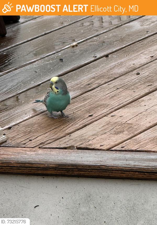 Found/Stray Unknown Bird last seen Tustin Drive & Cross Bow Court, Ellicott City, MD 21042