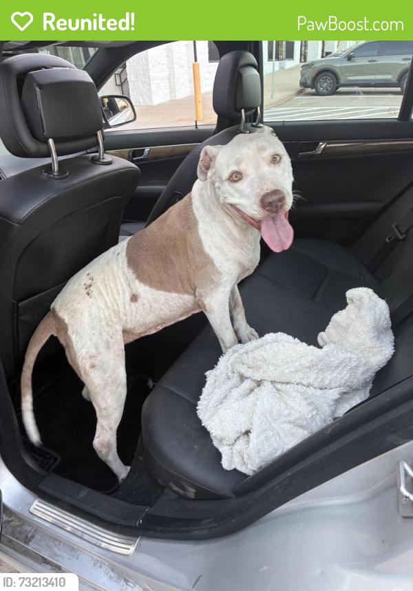 Reunited Female Dog last seen I will update I just know in the Colony, The Colony, TX 75056