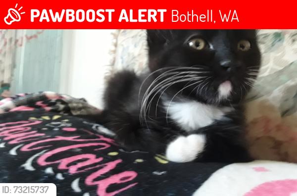 Lost Female Cat last seen 101st &185st, Bothell, WA 98011