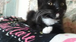 Lost Female Cat last seen 101st &185st, Bothell, WA 98011