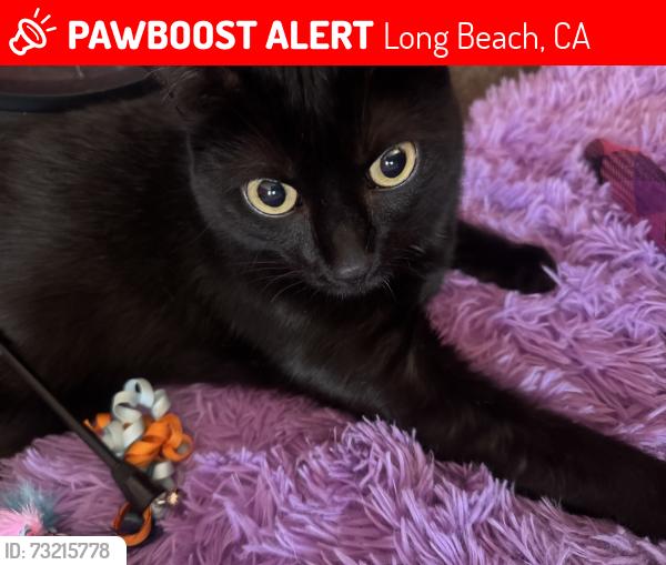 Lost Male Cat last seen Lime ave and 1st, Long Beach, CA 90802