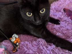 Lost Male Cat last seen Lime ave and 1st, Long Beach, CA 90802