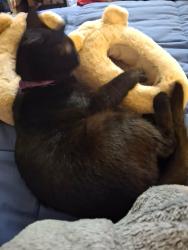 Reunited Female Cat last seen Lexington and Glendale, Rochester, NY 14613