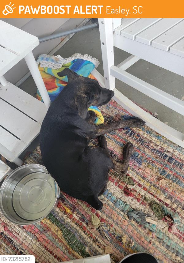 Found/Stray Female Dog last seen Greenlawn Memorial Park, Easley, SC 29640