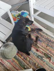 Found/Stray Female Dog last seen Greenlawn Memorial Park, Easley, SC 29640