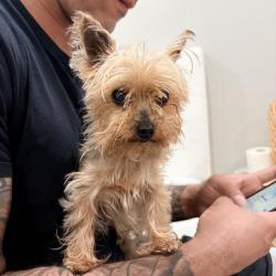 Reunited Female Dog last seen Orient Wy, Lyndhurst, NJ, USA, Lyndhurst, NJ 07071
