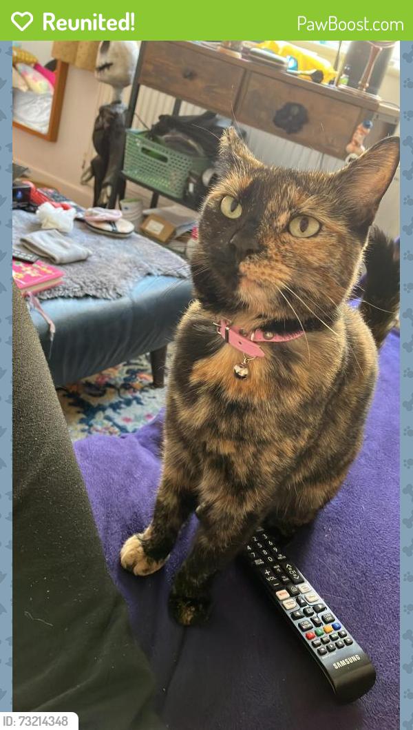 Reunited Female Cat last seen St saviours car park, Devon, England EX17 3JU