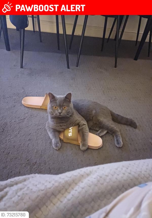 Lost Male Cat last seen Fourth Avenue, Pasture Road, East Riding of Yorkshire, England DN14 6JE