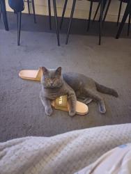 Lost Male Cat last seen Fourth Avenue, Pasture Road, East Riding of Yorkshire, England DN14 6JE