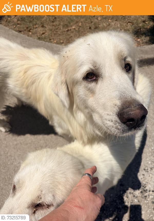 Found/Stray Female Dog last seen Church road and falling oak near Ron’s market, Azle, TX 76020