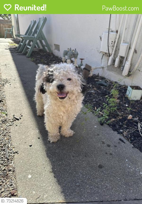 Reunited Male Dog last seen Campbell Ave and San Tomas, Campbell, CA 95008