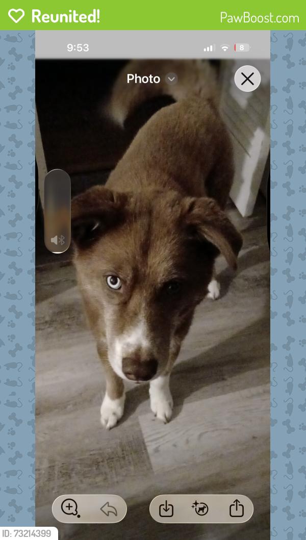 Reunited Female Dog last seen 72nd and West Wedgewood Avenue, Milwaukee, WI 53220