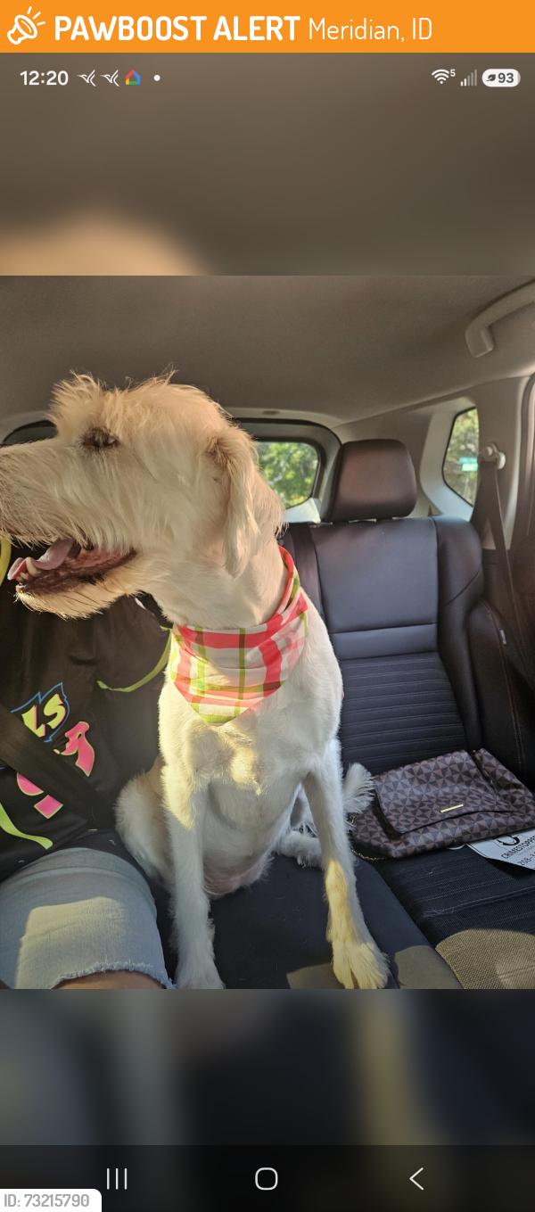 Found/Stray Female Dog last seen Tuscany club house, Meridian, ID 83642