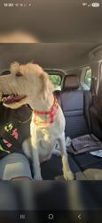 Found/Stray Female Dog last seen Tuscany club house, Meridian, ID 83642