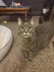 Lost Male Cat last seen Kirsop rd, Tumwater, WA 98512