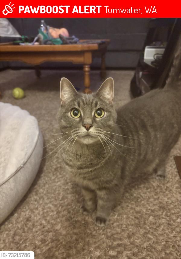 Lost Male Cat last seen Kirsop rd, Tumwater, WA 98512