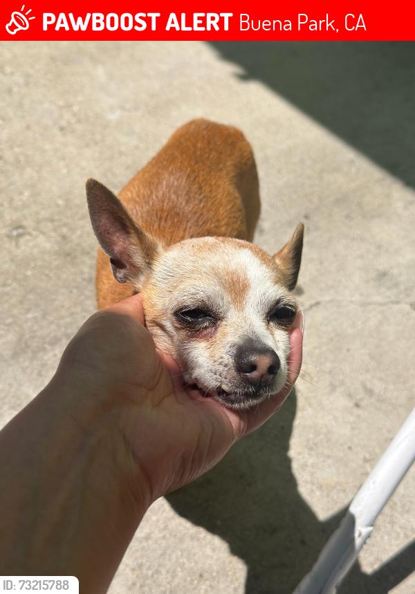 Lost Male Dog last seen Crescent and beach blvd, Buena Park, CA 90620