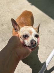 Lost Male Dog last seen Crescent and beach blvd, Buena Park, CA 90620