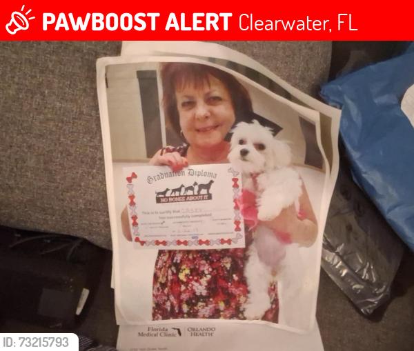 Lost Female Dog last seen Ulmerton, Clearwater, FL 33762