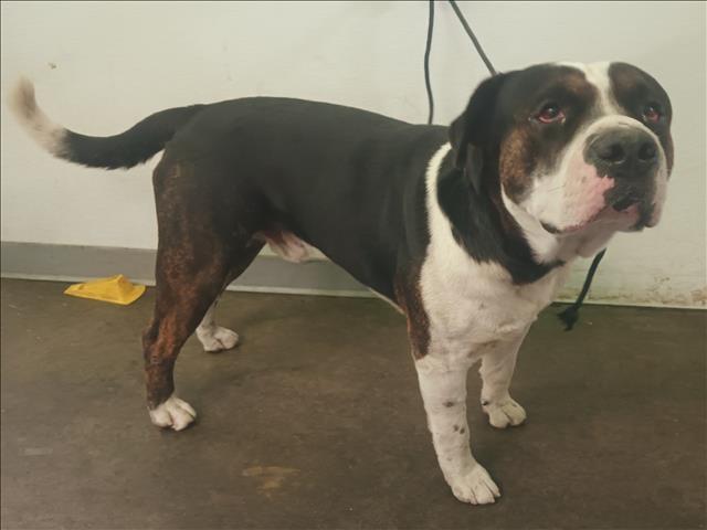 Shelter Stray Male Dog last seen , 1850 W 60th St, Los Angeles, CA 90047, USA