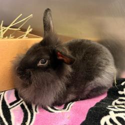 Shelter Stray Female Other last seen IRVINE CENTER DR/QUASAR DR, 92618, 6443 Oak Canyon, Irvine, CA 92618, USA