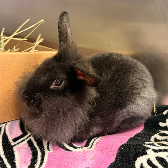 Shelter Stray Female Other last seen IRVINE CENTER DR/QUASAR DR, 92618, 6443 Oak Canyon, Irvine, CA 92618, USA