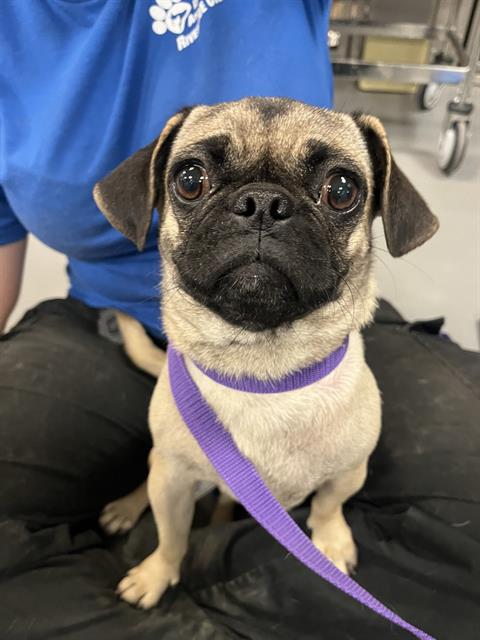 Shelter Stray Female Dog last seen Near BLOCK E WHITTIER AVE, HEMET CA 92543, 581 S Grand Ave, San Jacinto, CA 92582, USA