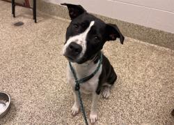 Shelter Stray Female Dog last seen Near BLOCK SILVER STAR GRV, COLORADO SPRINGS, CO, 610 Abbot Ln, Colorado Springs, CO 80905, USA