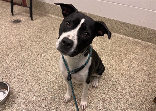 Shelter Stray Female Dog last seen Near BLOCK SILVER STAR GRV, COLORADO SPRINGS, CO, 610 Abbot Ln, Colorado Springs, CO 80905, USA