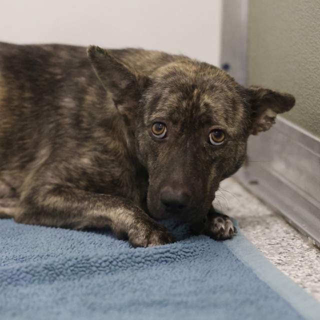 Shelter Stray Female Dog last seen WESTMINSTER, 4710 TX-151, San Antonio, TX 78227, USA