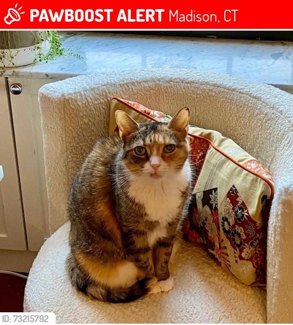 Lost Female Cat last seen Mill Road and River Road., Madison, CT 06443